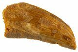 Bargain Raptor Tooth - Feeding Worn Tip #332441-1
